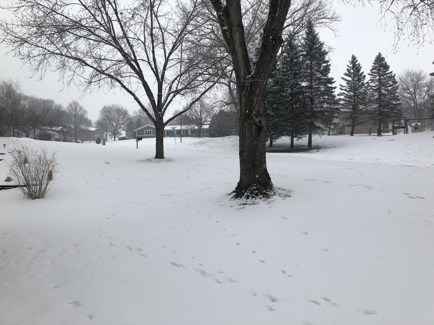 Snowy groundcover in Minnesota