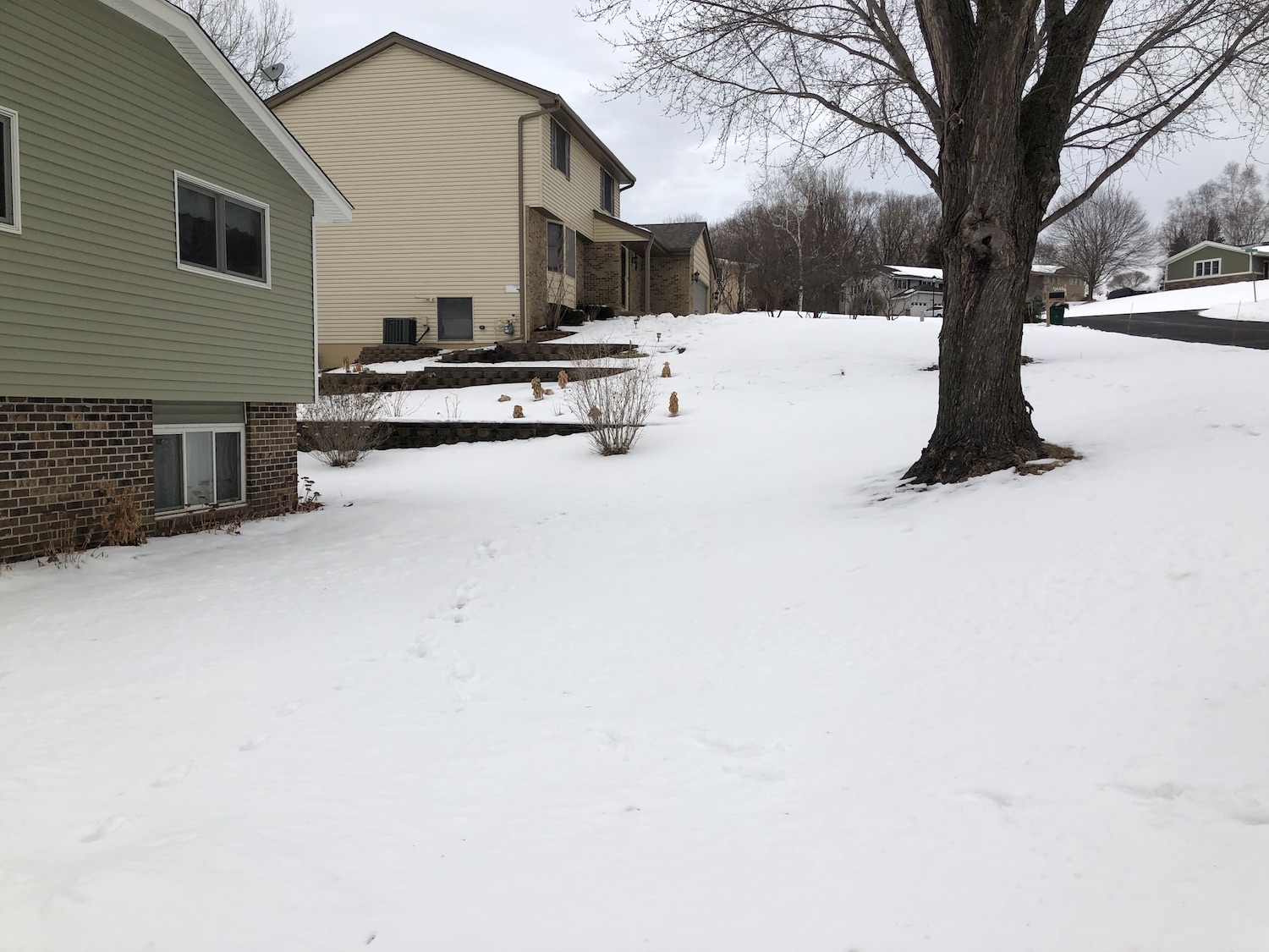 Cruncy icy groundcover in Minnesota