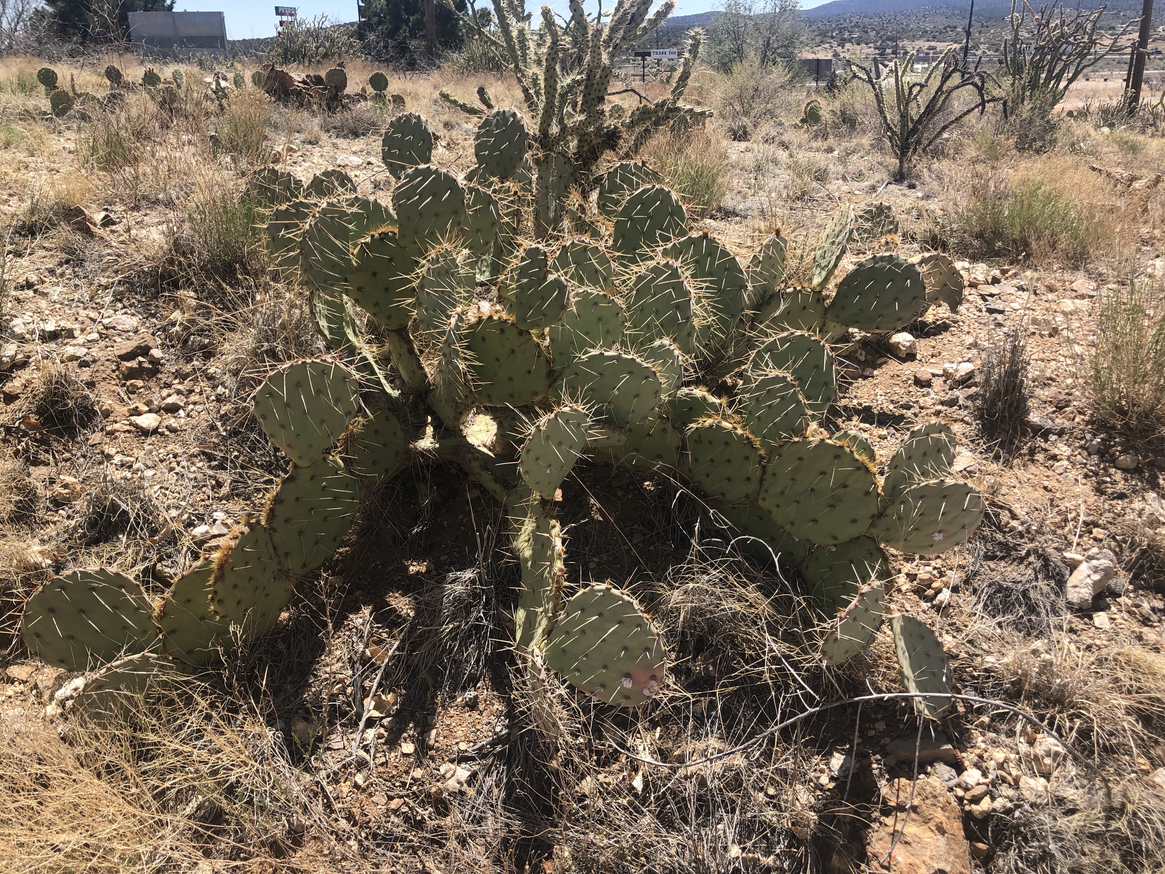 Broad Leaf Cactus